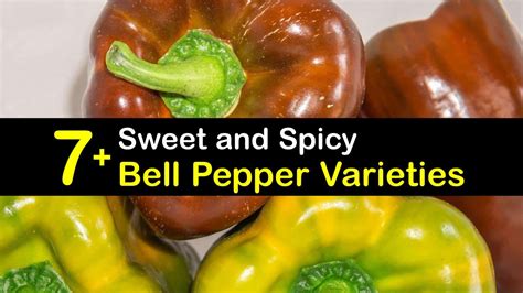 7+ Sweet and Spicy Bell Pepper Varieties