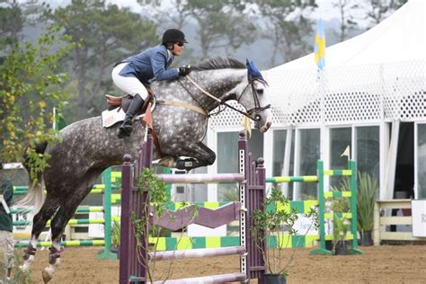 Dutch Warmblood Dapple Grey Horse Jumping