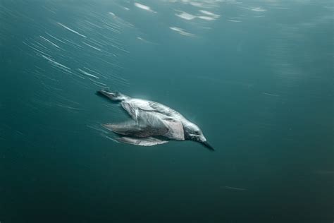 A changing habitat for the California sea lion - Oceanographic - Oceanographic