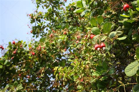 Cashew nuts on a tree — Stock Photo #5314095