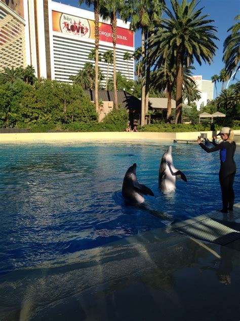 Dolphin Habitat at the Mirage | Dolphin habitat, Habitats, Travel