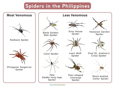 The Wide Variety of Spider Species in the Philippines – Nature Blog Network