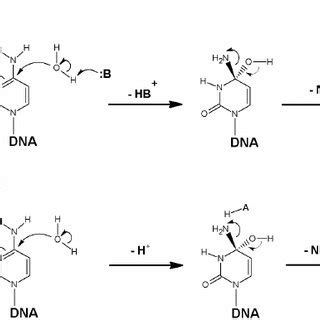 a) Mechanism of cytosine C5 atom methylation by a C5-DNA MTase. (b ...