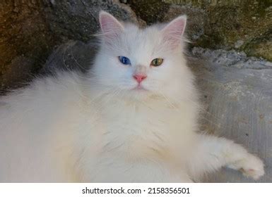 Odd Eye Persian White Cat Portrait Stock Photo 2158356501 | Shutterstock