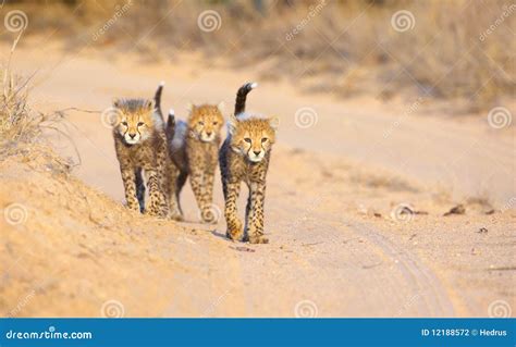 Cheetah (Acinonyx Jubatus) Cubs Stock Photo - Image of animal, coat: 12188572