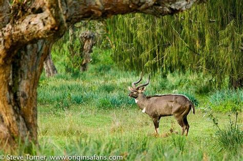 Mountain Nyala in 2024 | Safari photography, Species, Animal species