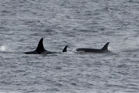 June 26, 2023: J Pod | San Juan Island, WA — Orca Conservancy