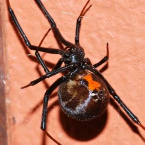 Latrodectus geometricus - Facts, Diet, Habitat & Pictures on Animalia.bio