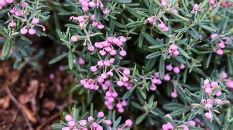 12 Best Cold-Weather Plants for Your Garden