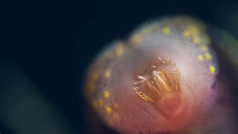 Macro/micro photography of a snail mouth - Freshwater Snails - Shrimp Keepers Forum