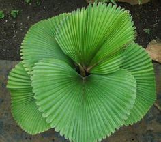 19 Licuala Palm ideas | tropical garden, trees to plant, tropical plants