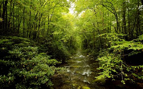 Green Forest Backgrounds - Wallpaper Cave