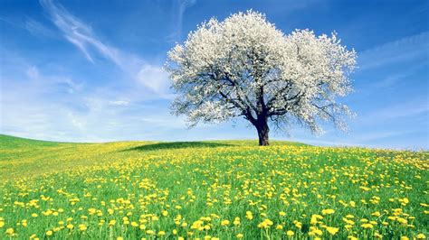 Field full with dandelion flowers and a blossom tree Wallpaper Download ...