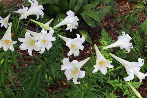 How to Transplant and Care for Easter Lilies After Blooming