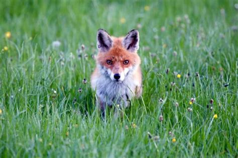 Is It Dangerous to Own a Pet Fox? - PetHelpful