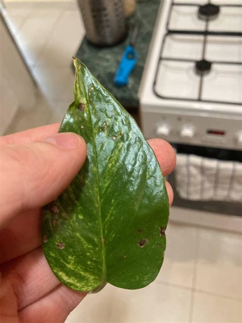 These brown spots are fungus? : r/pothos