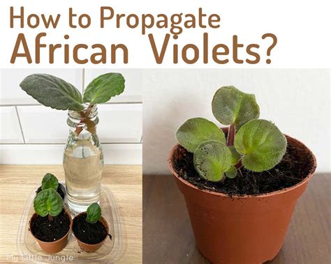 How to Propagate African Violets - My Little Jungle