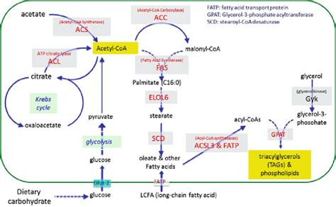 1 The key biochemical reactions and enzymes involved in de novo ...