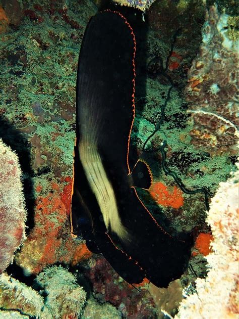 Pinnate batfish - Moalboal Reef Species