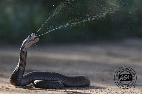 Mozambique Spitting Cobra - African Snakebite Institute