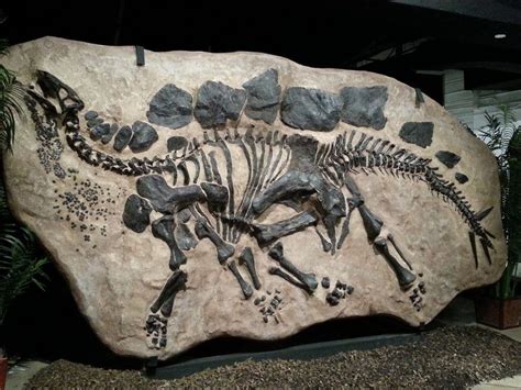 FossilFriday: A Magnificently Fossilized Stegosaurus