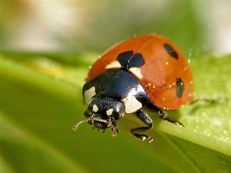 I Love Insects: A Cute Little Lady Bug On A Green Leaf