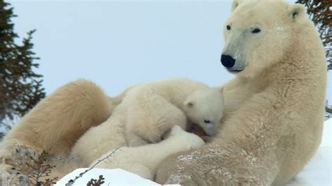 Survival Challenges for Polar Bear Cubs in the Arctic | Britannica