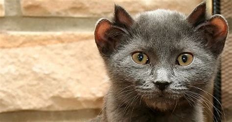 A Rare Cat Born With Four Ears; Yoda His Name Is » TwistedSifter