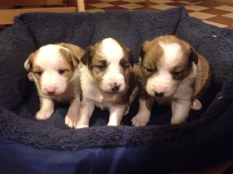 Welsh Sheepdog Puppies For Sale | Los Angeles, CA #172624