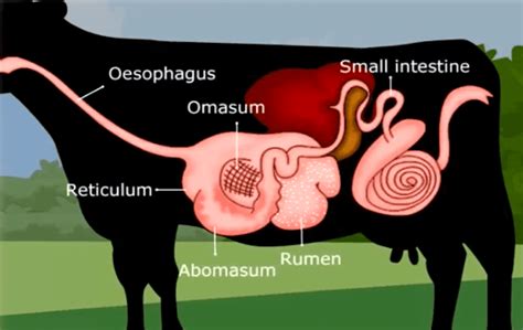 Bovine Digestive System Diagram