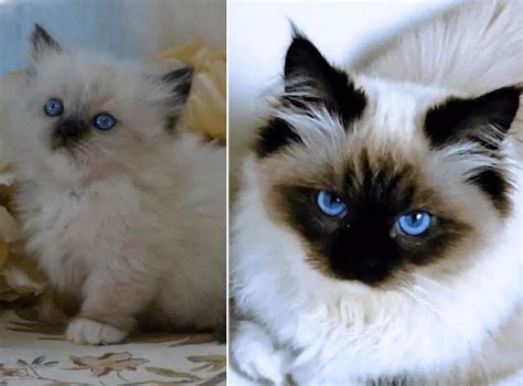 Ragdoll Munchkin Cat? {Exploring This Cat's Unique Characteristics} - Floppycats™