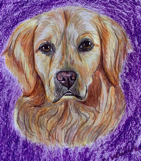 a drawing of a golden retriever on purple paper