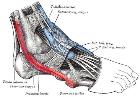 Peroneal Tendonitis Exercises