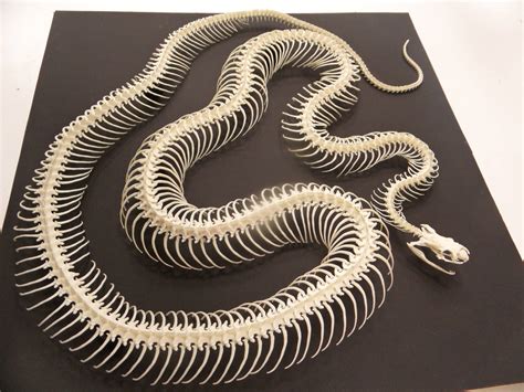 Kingsnake skeleton - ZooChat