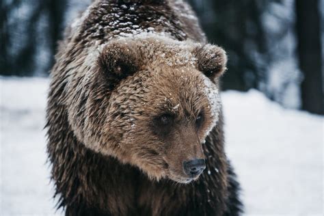 Grizzly Bear on Snow · Free Stock Photo