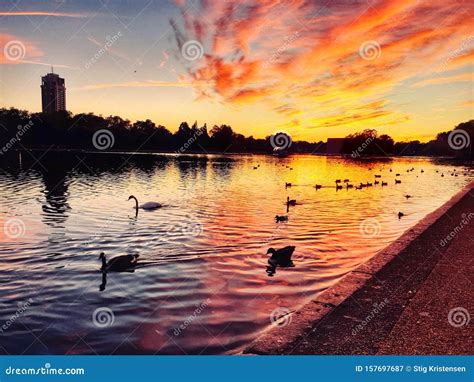 Sunset Over Lake Serpentine in Hyde Park London Stock Image - Image of serpentine, london: 157697687