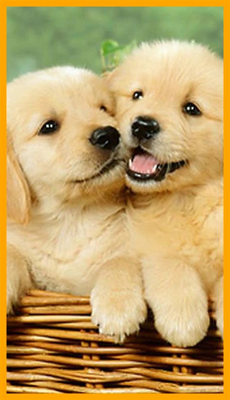 🔥 Download Fares On Dog Wallpaper iPhone Puppy by @pauld | Free ...