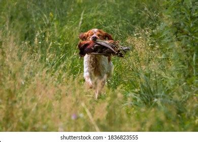 Pheasant Hunting Epagneul Breton Stock Photo 1836021445 | Shutterstock