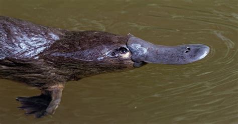 Platypus Teeth: Do Platypus Have Teeth? - IMP WORLD