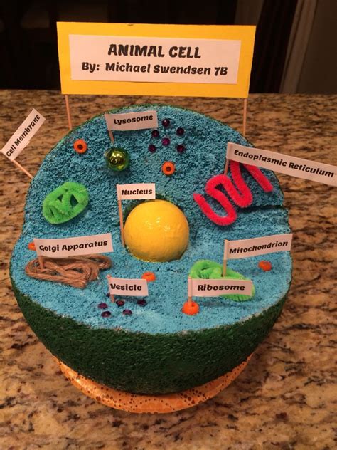 Animal Cell Model | Animal cell, Cell model, Cells project