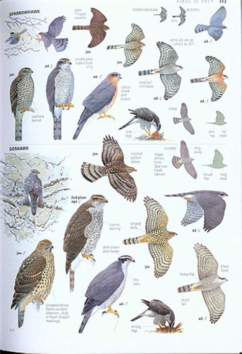 Collins Bird Guide: The Most Complete Guide to the Birds of Britain and ...