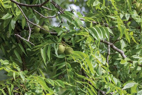 About Black Walnut Trees