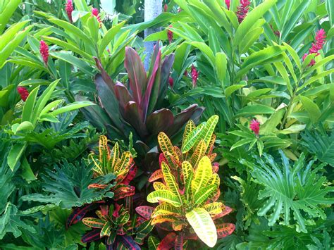 tropical garden inspiration: dwarf red ginger, cordyline (ti plant ...