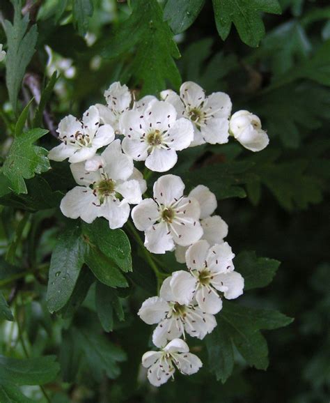 White Hawthorn Blossom | State Symbols USA | Idées de tatouages ...