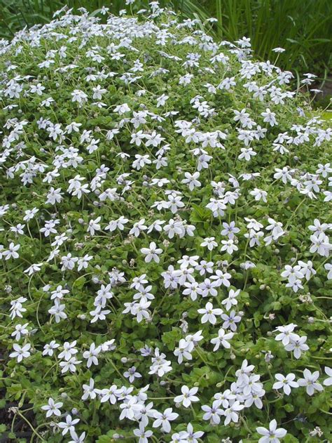 Isotoma - 'Fluviatilis' Blue Star Creeper | Ground cover flowers, Ground cover plants, Ground cover