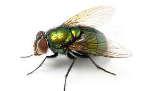 Flies | Insect Facts | Adams™