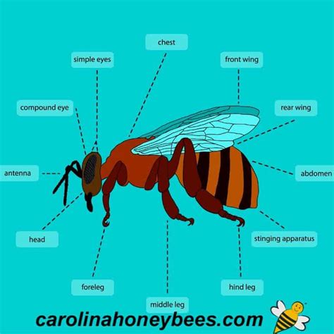 Honey Bee Anatomy Model