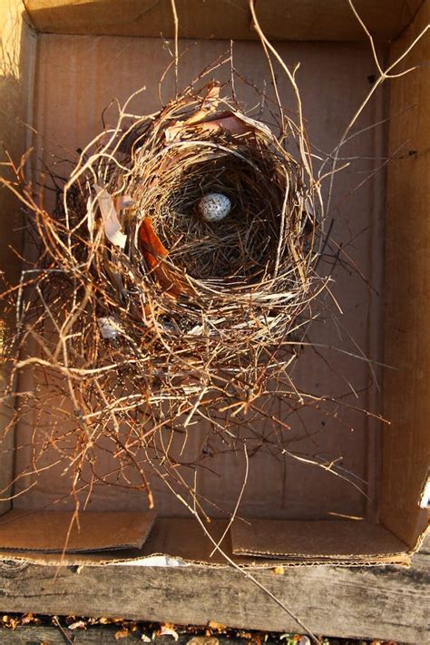 Northern Cardinal Eggs (Cardinalis Cardinalis) Stock Photo - Image of nest, eggs: 24146072