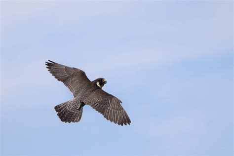 Peregrine Falcon Nesting and the Helpful Role of Climbers — Friends of Merriam Woods