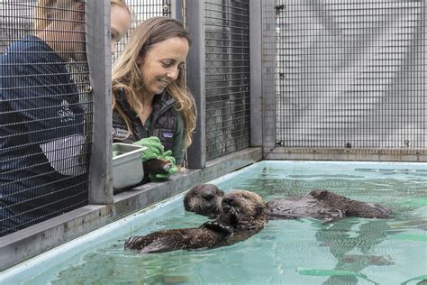 Shedd Aquarium Takes In Pair of Orphaned Sea Otter Pups | Chicago News ...